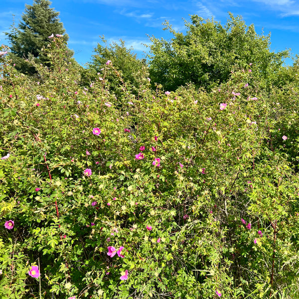 Wild Rose Serum